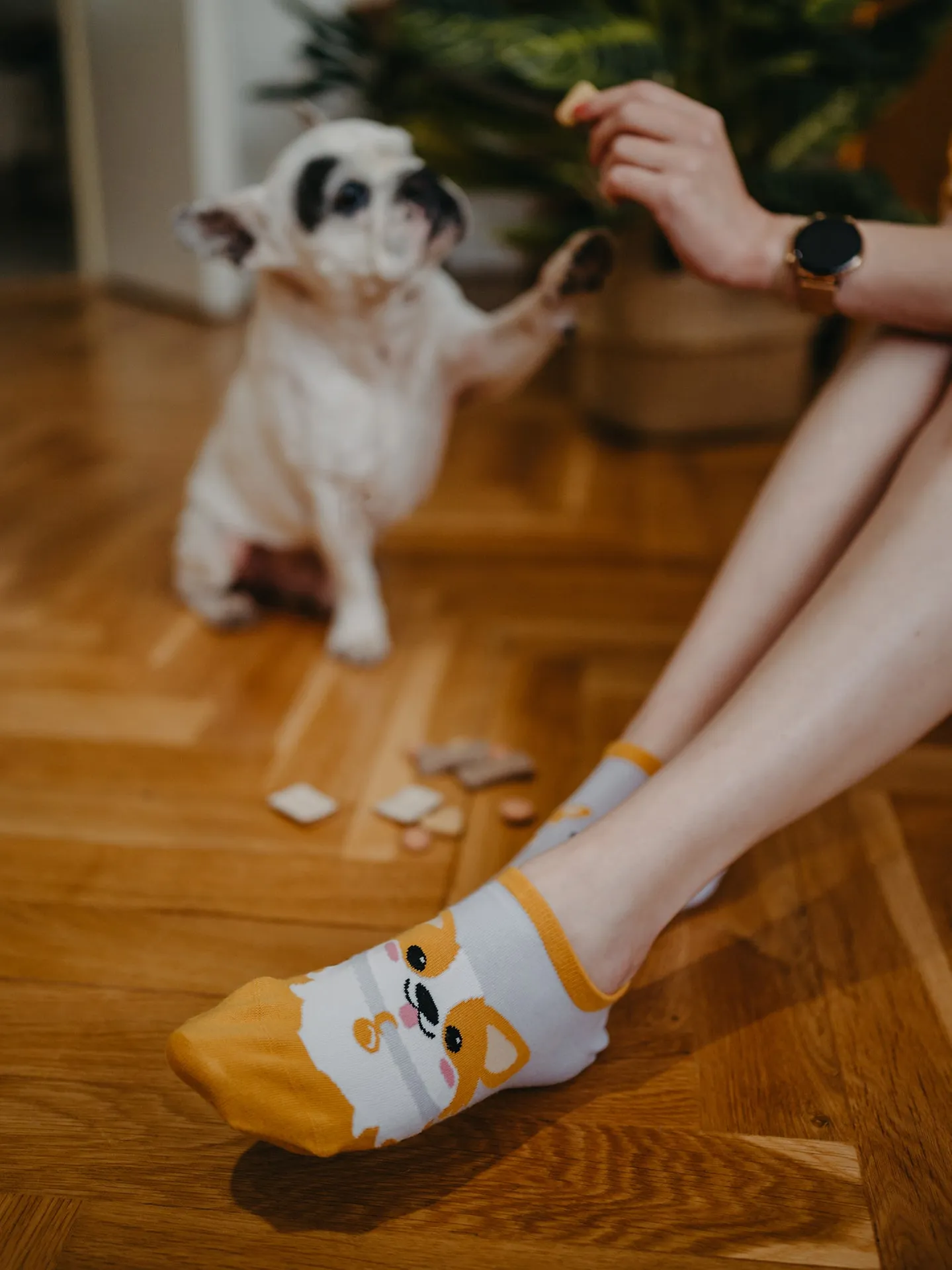 Veselé ponožky do tenisek Pes Corgi - Image 6
